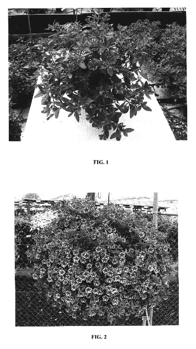 Figure 1 of US plant patent PP19256, the photograph of Cal Paicoras printed in the patent.