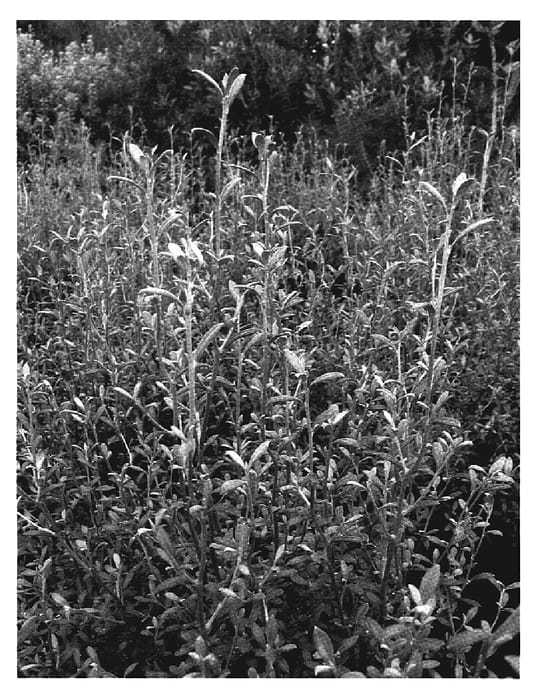 Figure 1 of US plant patent PP19257, the photograph of Phantom printed in the patent.