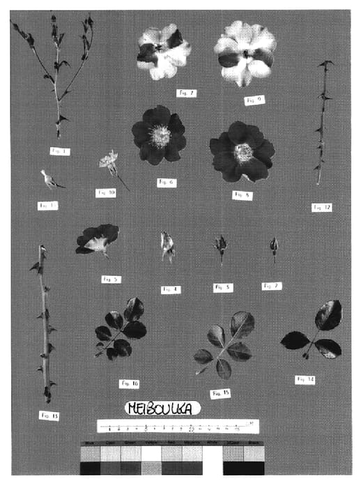 Figure 1 of US plant patent PP19258, the photograph of Meiboulka printed in the patent.
