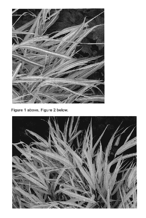 Figure 1 of US plant patent PP19259, the photograph of Stripe it Rich printed in the patent.