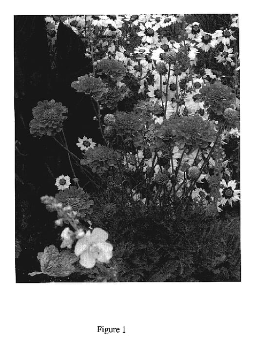 Figure 1 of US plant patent PP19260, the photograph of Vivid Violet printed in the patent.