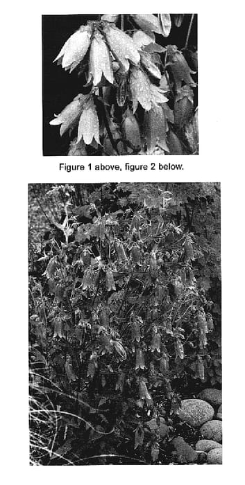 Figure 1 of US plant patent PP19261, the photograph of Summertime Blues printed in the patent.