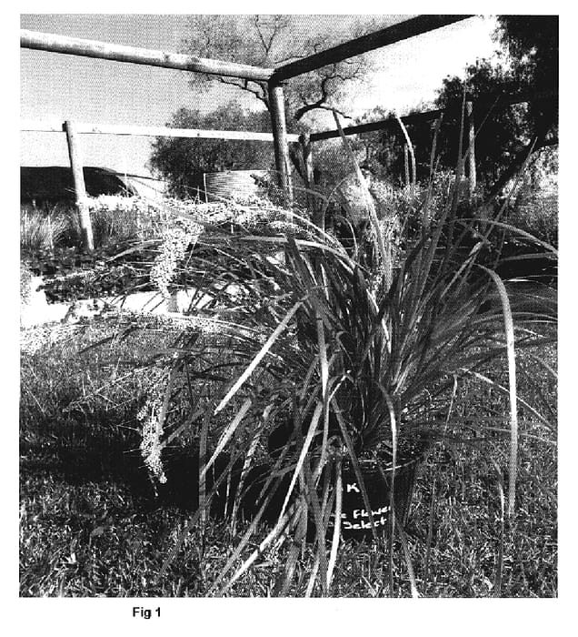 Figure 1 of US plant patent PP19262, the photograph of Katrinus Deluxe printed in the patent.