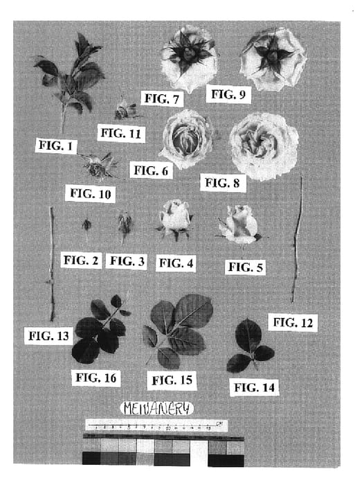Figure 1 of US plant patent PP19263, the photograph of Meivanery printed in the patent.