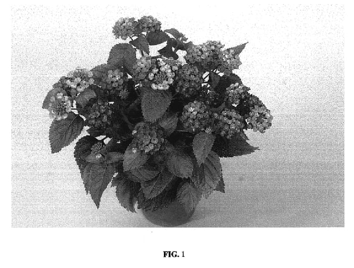 Figure 1 of US plant patent PP19264, the photograph of Bante Cheriasun printed in the patent.