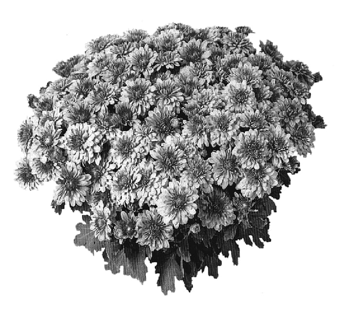 Figure 1 of US plant patent PP19265, the photograph of PPP CEDR06 printed in the patent.