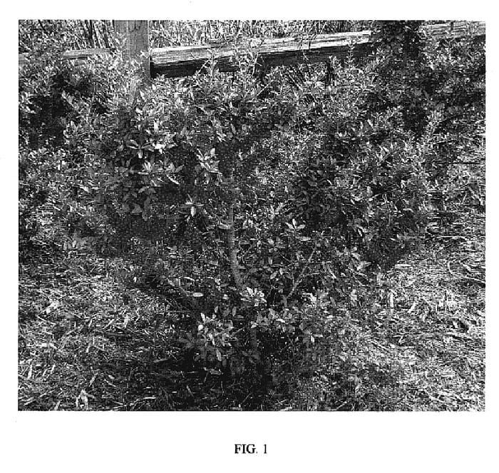 Figure 1 of US plant patent PP19266, the photograph of Carolina Ruby printed in the patent.