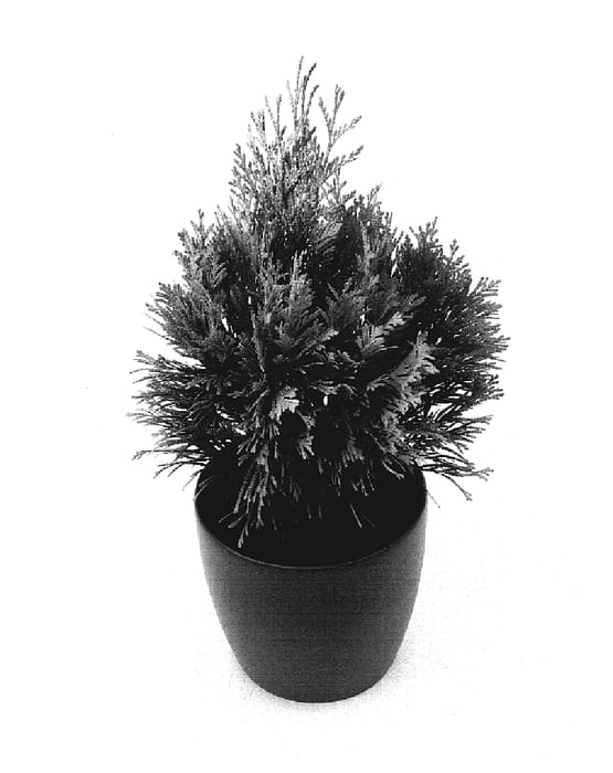 Figure 1 of US plant patent PP19267, the photograph of 4EVER printed in the patent.