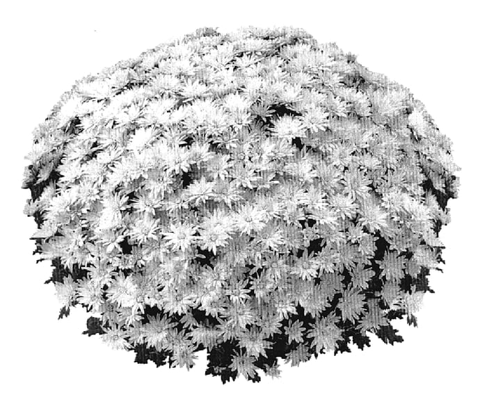 Figure 1 of US plant patent PP19268, the photograph of PPP ALB WH06 printed in the patent.