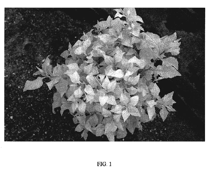 Figure 1 of US plant patent PP19269, the photograph of My Love printed in the patent.