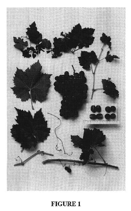 Figure 1 of US plant patent PP19270, the photograph of GG-80D printed in the patent.