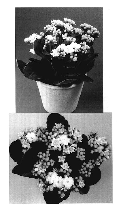 Figure 1 of US plant patent PP19271, the photograph of Grace printed in the patent.