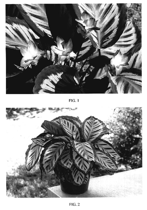 Figure 1 of US plant patent PP19272, the photograph of TWYCA0041 printed in the patent.