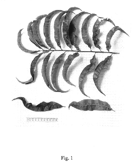 Figure 1 of US plant patent PP19273, the photograph of NJF18 printed in the patent.