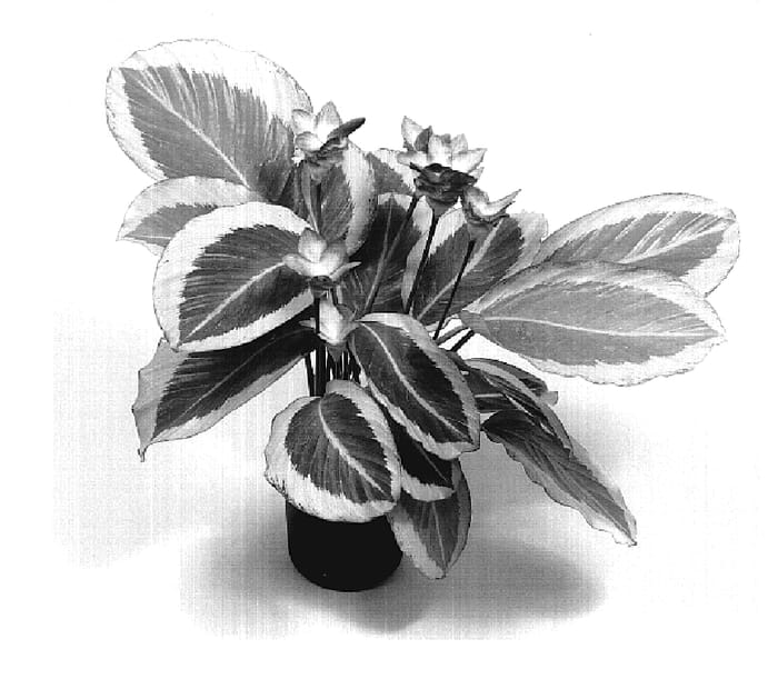 Figure 1 of US plant patent PP19274, the photograph of TWYCA0017 2 printed in the patent.