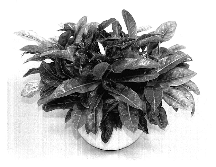 Figure 1 of US plant patent PP19275, the photograph of TWYCA0043 printed in the patent.