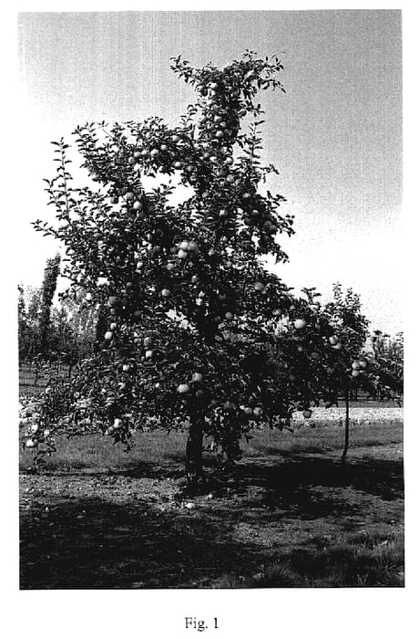 Figure 1 of US plant patent PP19276, the photograph of Orion printed in the patent.