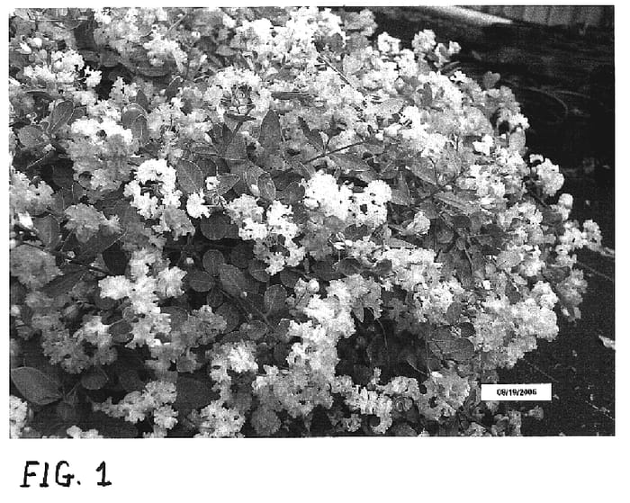 Figure 1 of US plant patent PP19277, the photograph of Cascading Pink Lady printed in the patent.