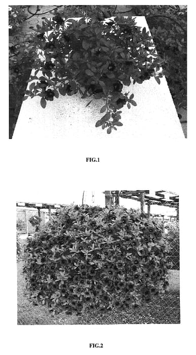 Figure 1 of US plant patent PP19278, the photograph of Cal Pur07 printed in the patent.