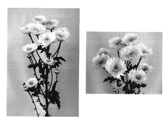 Figure 1 of US plant patent PP19279, the photograph of Yellow Sharp printed in the patent.
