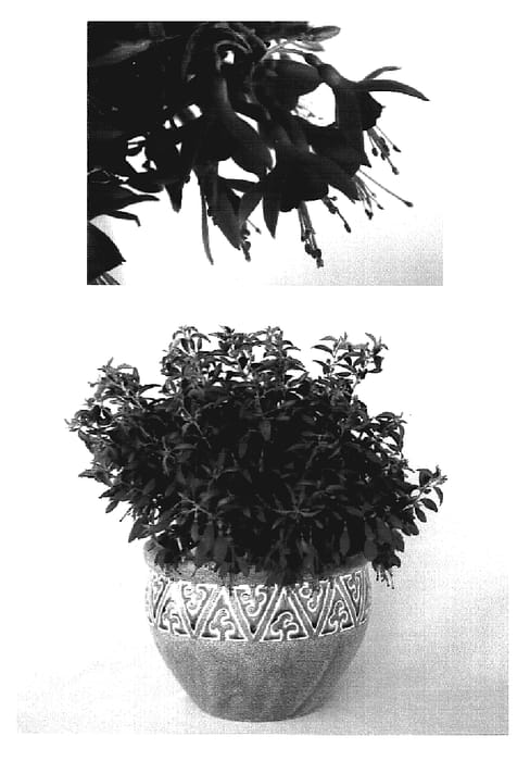Figure 1 of US plant patent PP19280, the photograph of NUIFU 1 printed in the patent.