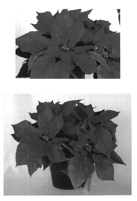 Figure 1 of US plant patent PP19281, the photograph of PER1120 printed in the patent.
