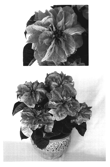 Figure 1 of US plant patent PP19282, the photograph of PER1124 printed in the patent.