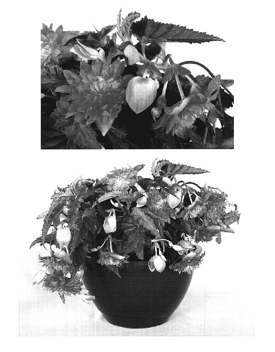 Figure 1 of US plant patent PP19283, the photograph of Innbellro printed in the patent.