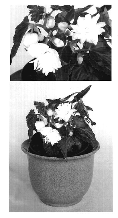 Figure 1 of US plant patent PP19284, the photograph of Innbellwhi printed in the patent.
