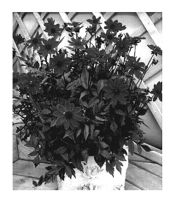 Figure 1 of US plant patent PP19285, the photograph of VDTG61 printed in the patent.