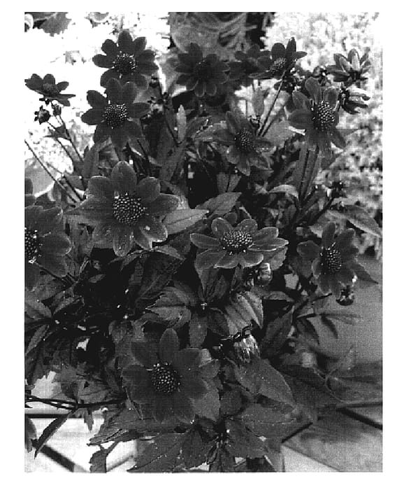 Figure 1 of US plant patent PP19286, the photograph of VDTG67 printed in the patent.