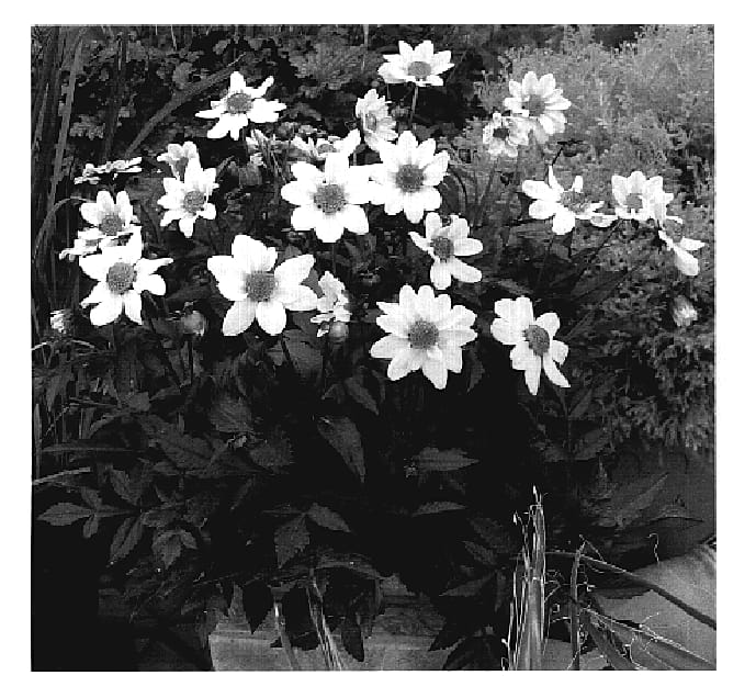Figure 1 of US plant patent PP19287, the photograph of VDTG57 printed in the patent.