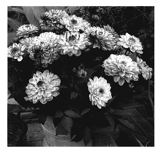 Figure 1 of US plant patent PP19288, the photograph of Gallery La Tour printed in the patent.