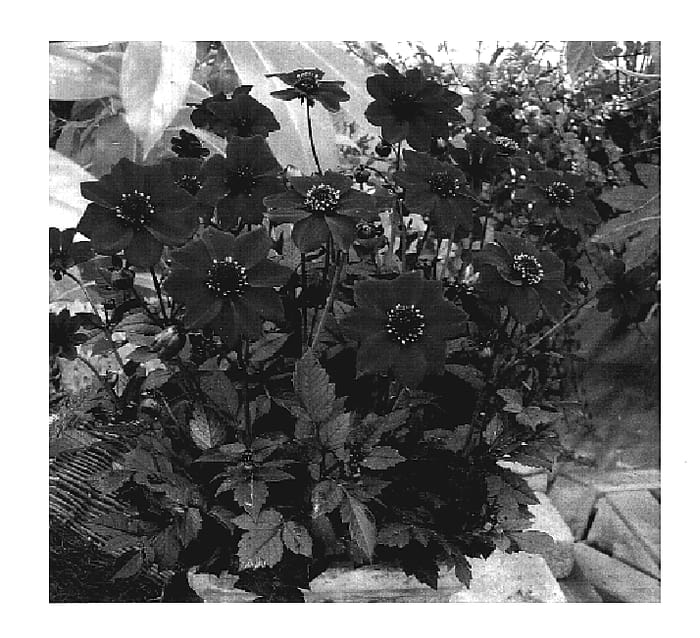 Figure 1 of US plant patent PP19289, the photograph of VDTG17 printed in the patent.