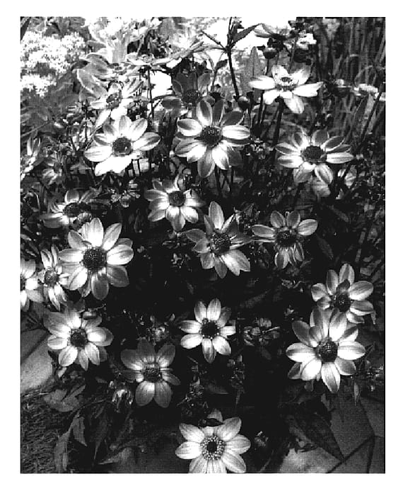 Figure 1 of US plant patent PP19290, the photograph of VDTG14 printed in the patent.