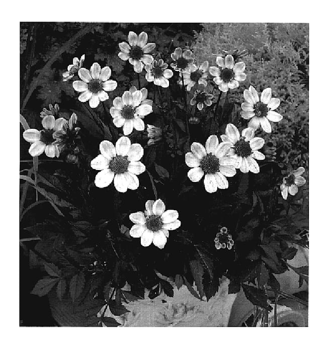 Figure 1 of US plant patent PP19291, the photograph of VDTG26 printed in the patent.