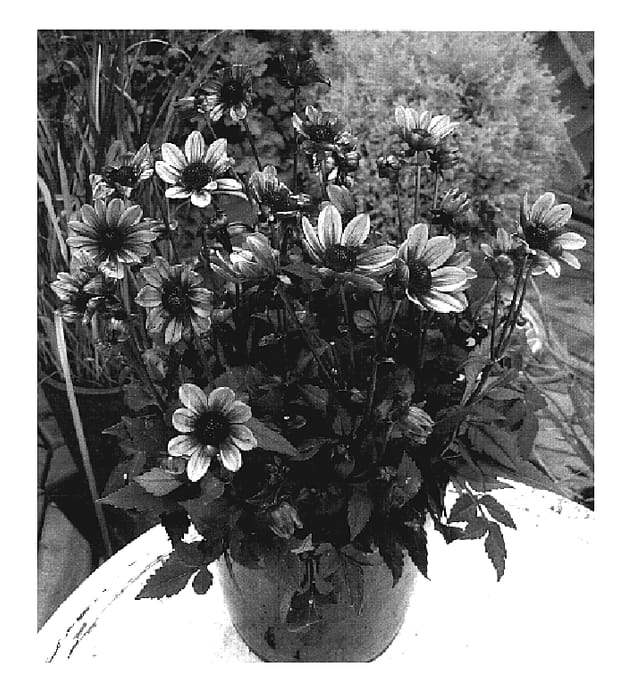 Figure 1 of US plant patent PP19292, the photograph of VDTG43 printed in the patent.