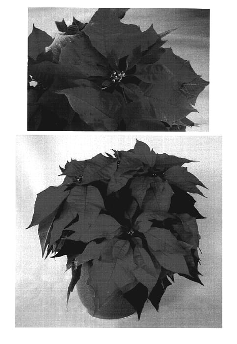 Figure 1 of US plant patent PP19293, the photograph of PER1180 printed in the patent.