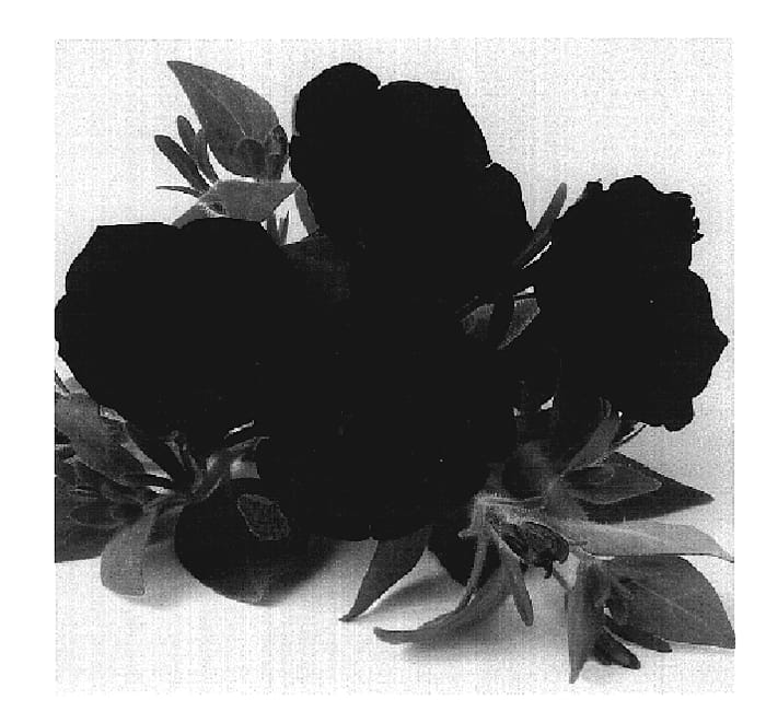 Figure 1 of US plant patent PP19294, the photograph of Duepotdepur printed in the patent.