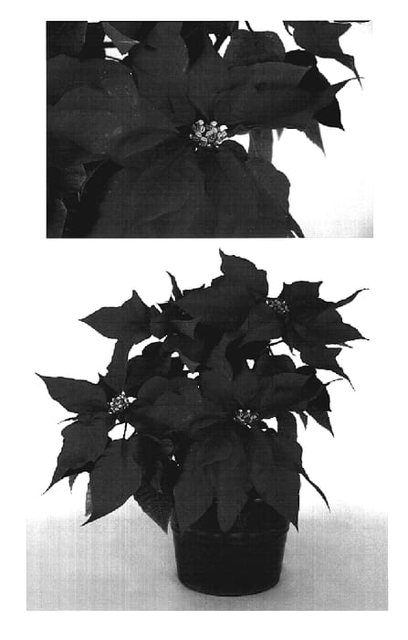 Figure 1 of US plant patent PP19295, the photograph of PER2804 printed in the patent.