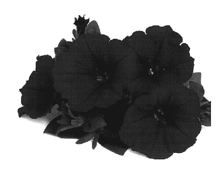 Figure 1 of US plant patent PP19296, the photograph of Duepotneon printed in the patent.