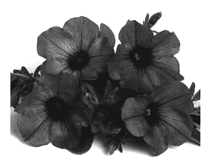 Figure 1 of US plant patent PP19297, the photograph of Dueswesurlav printed in the patent.
