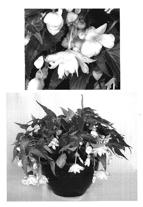 Figure 1 of US plant patent PP19298, the photograph of Innbellab printed in the patent.