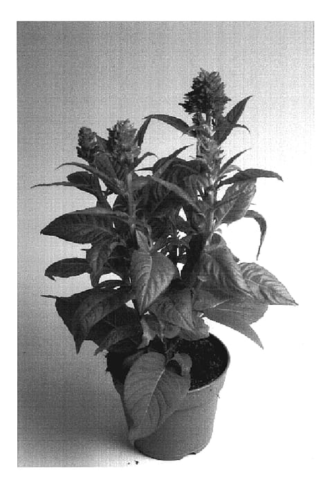 Figure 1 of US plant patent PP19299, the photograph of Zancelor printed in the patent.