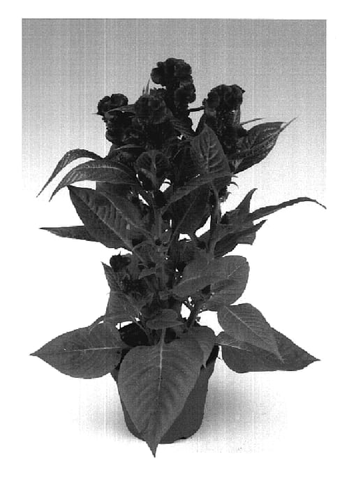 Figure 1 of US plant patent PP19300, the photograph of Zancelpi printed in the patent.