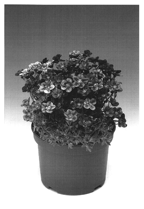 Figure 1 of US plant patent PP19301, the photograph of Rockrose printed in the patent.