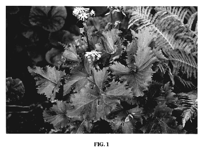 Figure 1 of US plant patent PP19302, the photograph of Osiris Fantaisie printed in the patent.