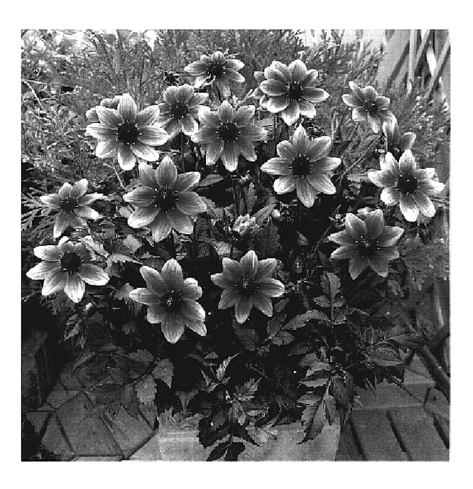 Figure 1 of US plant patent PP19303, the photograph of VDTG31 printed in the patent.