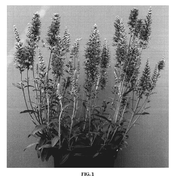 Figure 1 of US plant patent PP19304, the photograph of YABBLU printed in the patent.