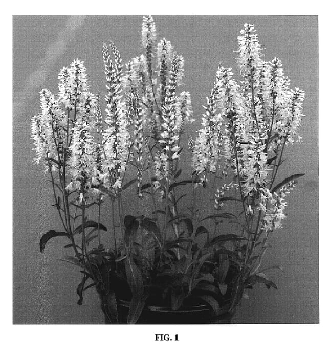 Figure 1 of US plant patent PP19305, the photograph of YABPIN printed in the patent.